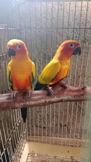 Sunconure