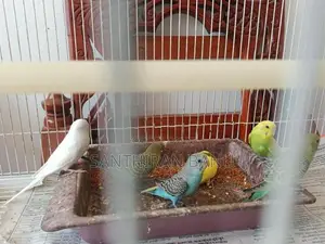 Lovebirds