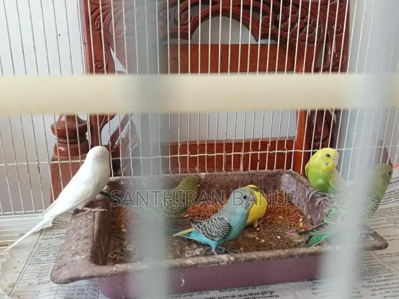 Lovebirds