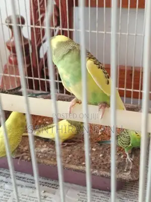 Lovebirds