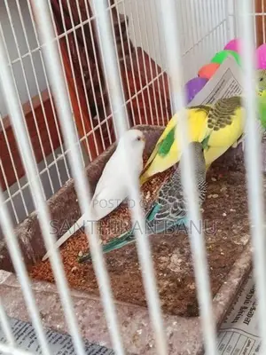 Lovebirds