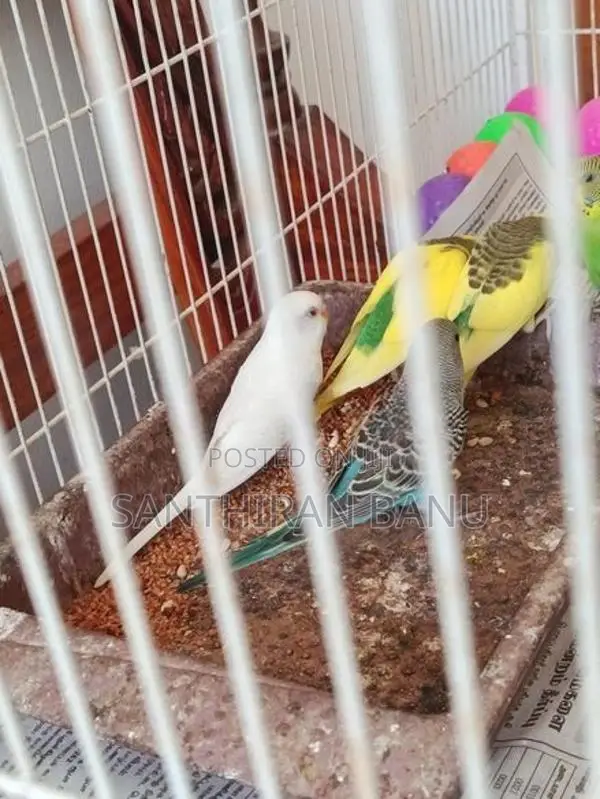 Lovebirds