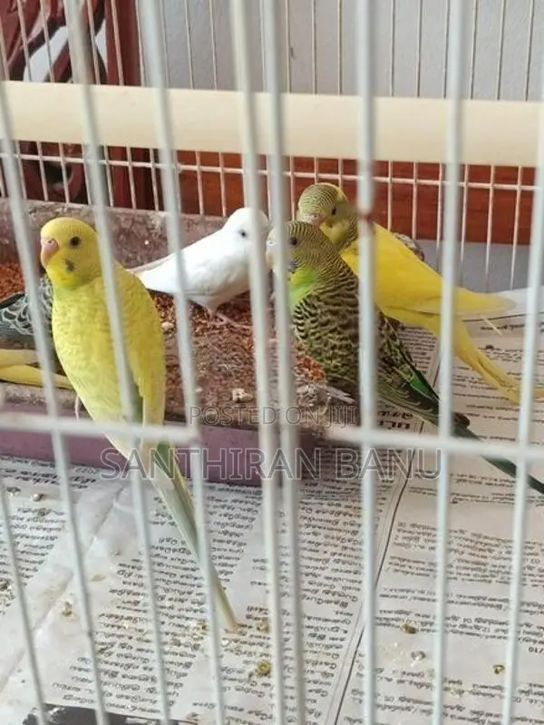 Lovebirds