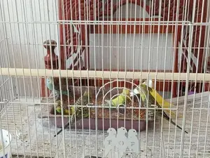 Lovebirds