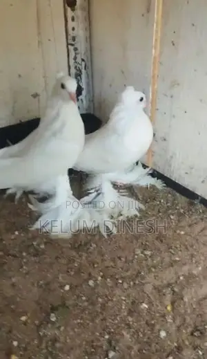 Pigeon