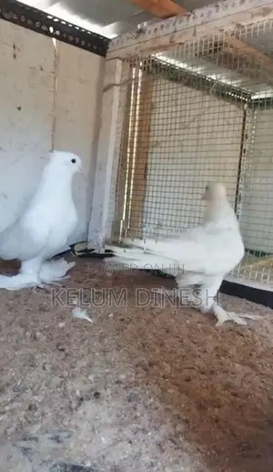 Pigeon