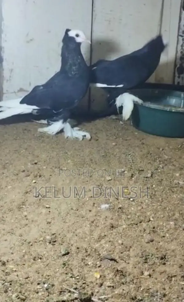 Pigeon