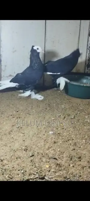 Pigeon
