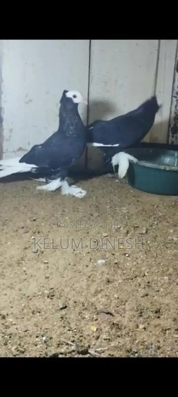 Pigeon