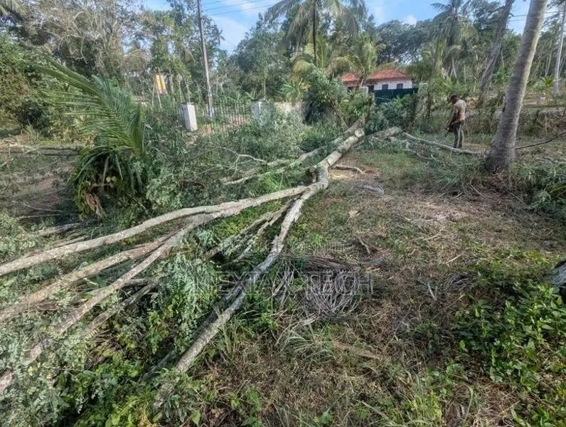 බුරුත ගස් 2 ක් Burutha Timber