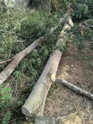 බුරුත ගස් 2 ක් Burutha Timber