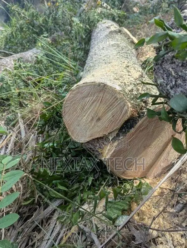බුරුත ගස් 2 ක් Burutha Timber