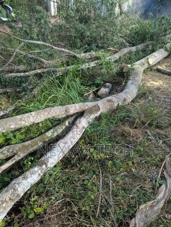 බුරුත ගස් 2 ක් Burutha Timber