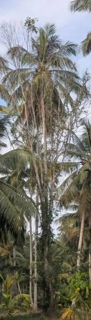 බුරුත ගස් 2 ක් Burutha Timber