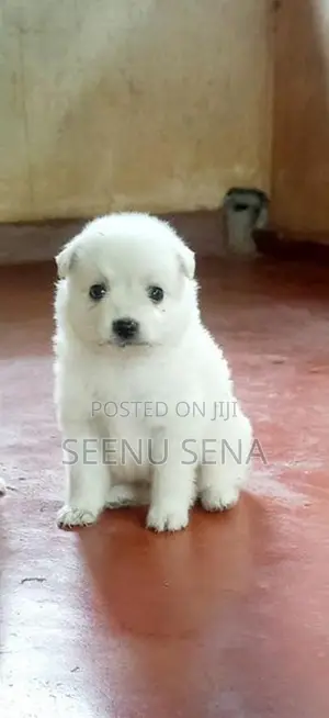 Lion Pomeranian