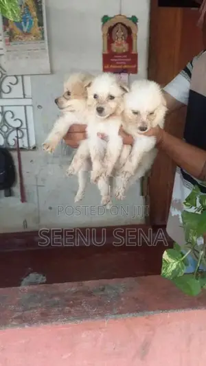 Lion Pomeranian