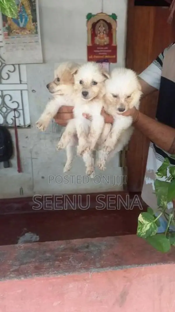 Lion Pomeranian