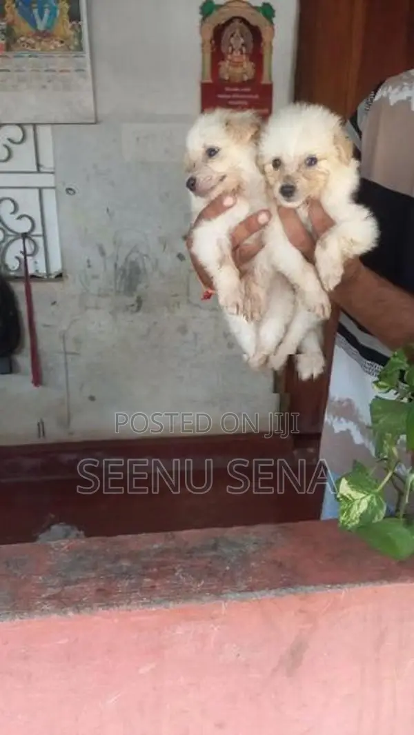 Lion Pomeranian