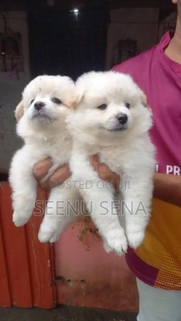 Lion Pomeranian