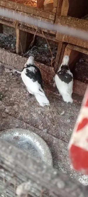 Pigeon