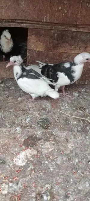 Pigeon