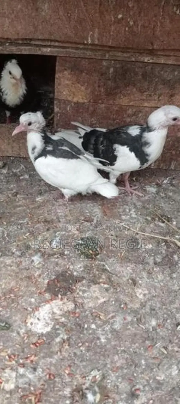 Pigeon