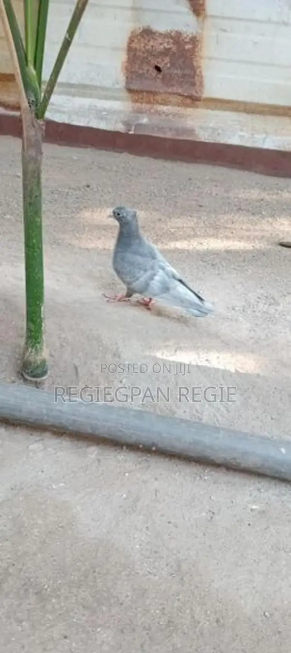 Pigeon