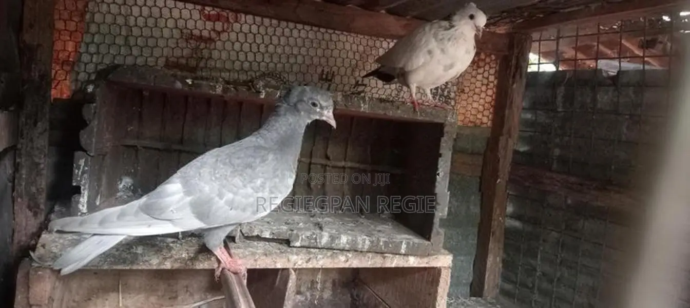 Pigeon