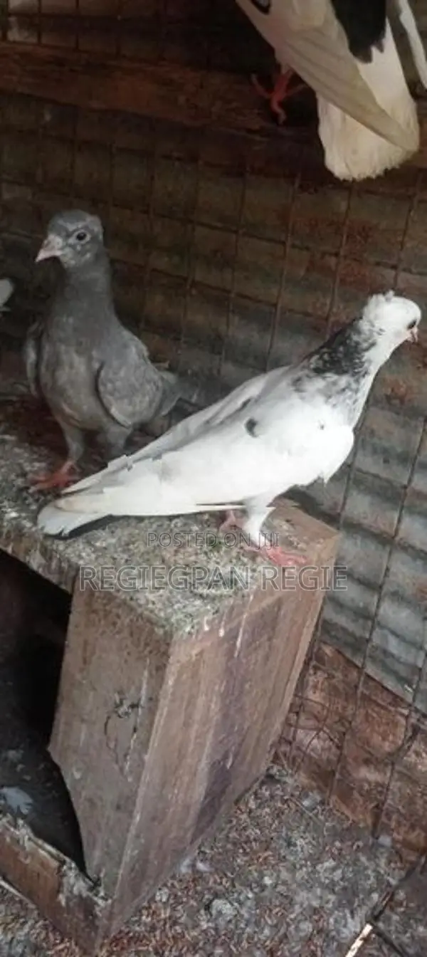 Pigeon