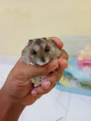 Hamster With Cage
