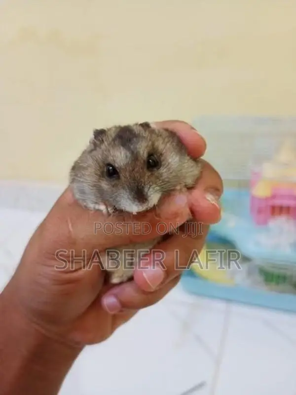 Hamster With Cage