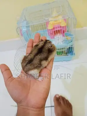Hamster With Cage