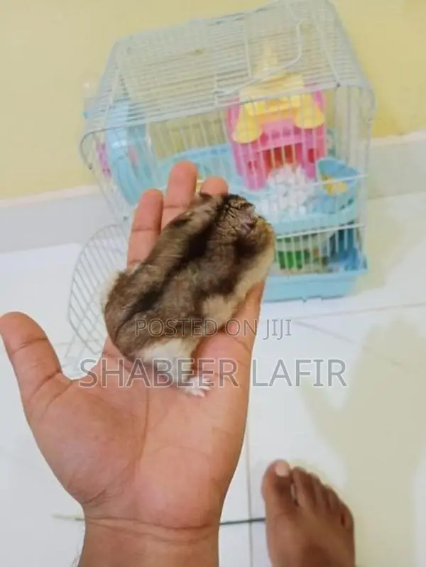 Hamster With Cage