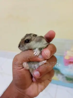 Hamster With Cage