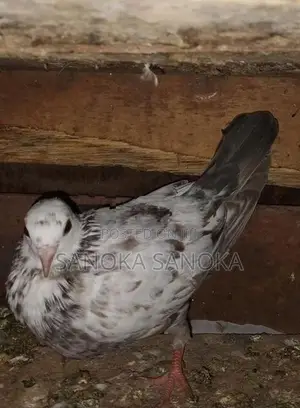 Pigeon