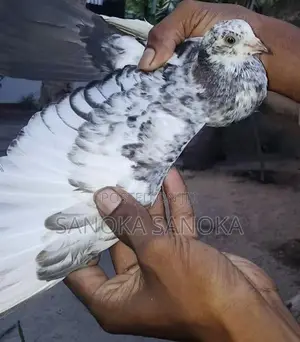 Pigeon