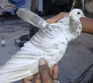 Pigeon