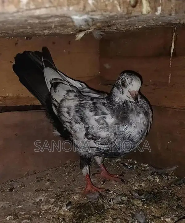 Pigeon