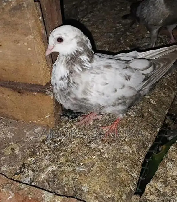Pigeon