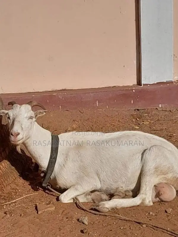 Shenal Goat