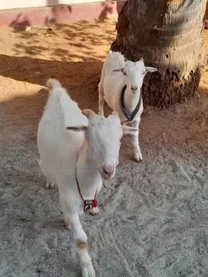 Shenal Goat