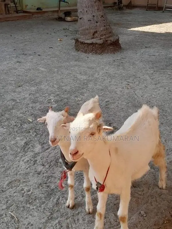 Shenal Goat