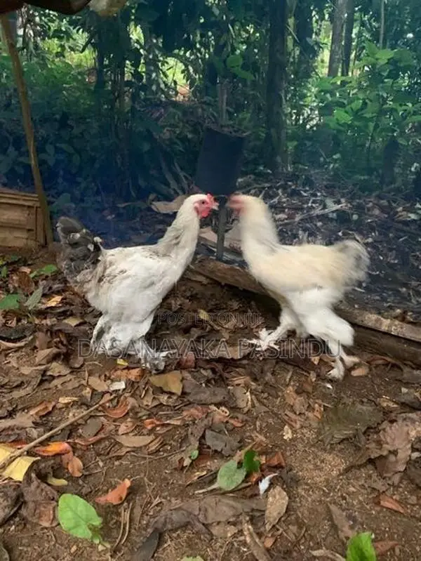 විකිනිමට