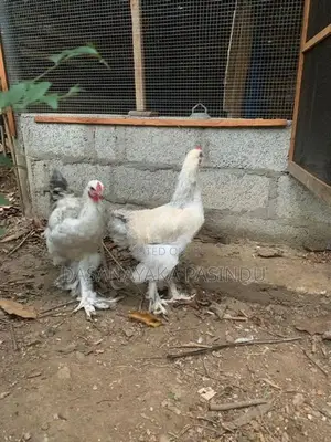 විකිනිමට
