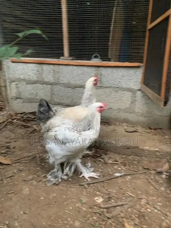 විකිනිමට