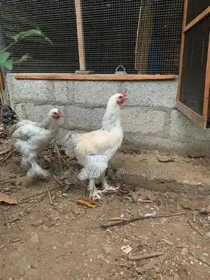 විකිනිමට