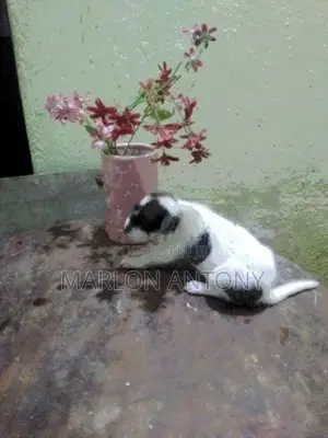 Dalmatian Rhodesian Ridgeback Japanese Spitz Dogs & Puppies in Sri Lanka for sale Prices on Jiji.lk