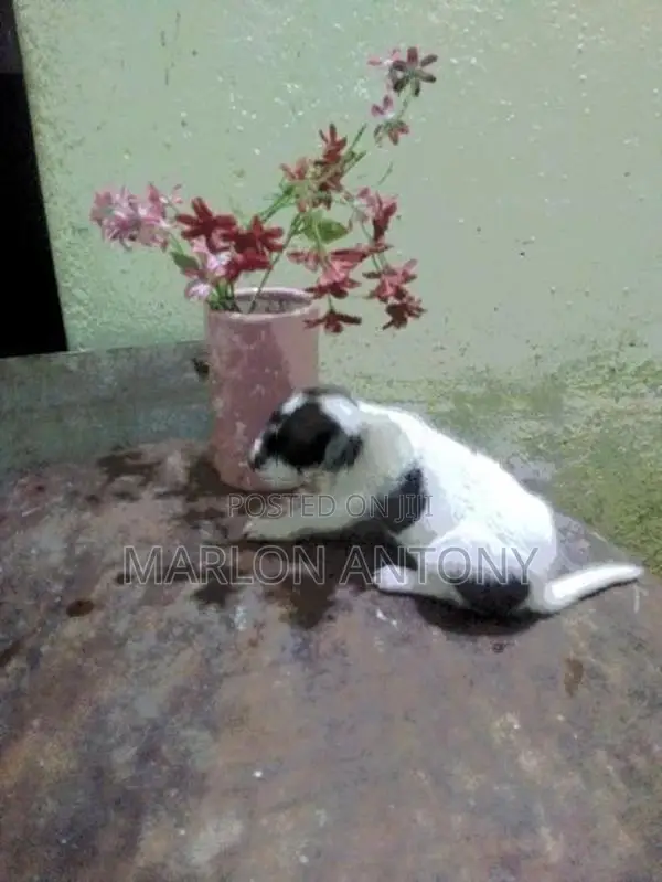 Japanese Spitz Puppies