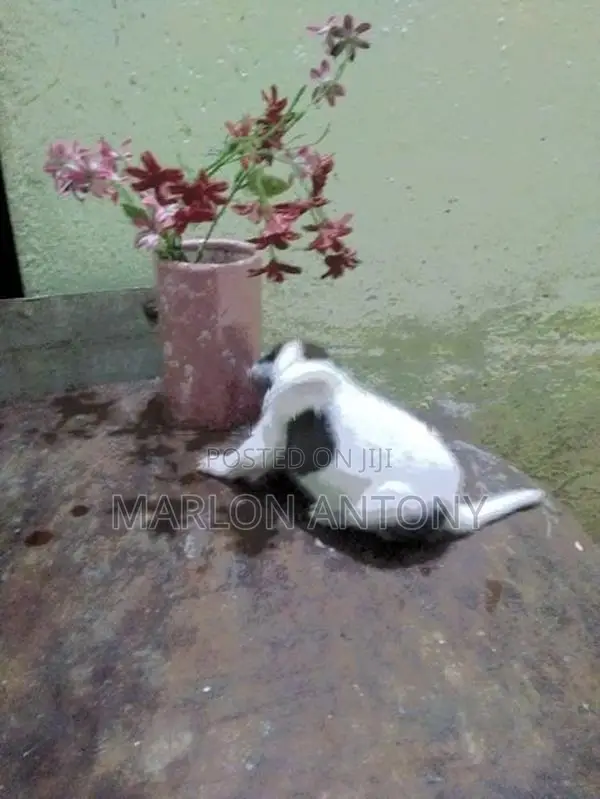 Japanese Spitz Puppies