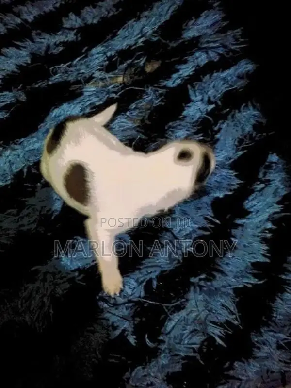 Japanese Spitz Puppies